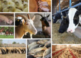 Corso: Allevamento bovino: innovazione di processo  e di prodotto Codice Corso C1 AV