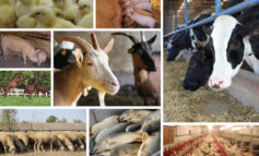 Corso: Allevamento bovino: innovazione di processo  e di prodotto Codice Corso C1 AV